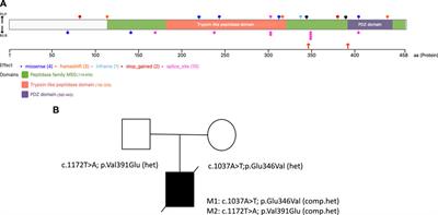 Biallelic variants in HTRA2 cause 3-methylglutaconic aciduria mitochondrial disorder: case report and literature review